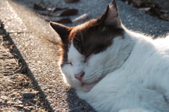 猫　一息