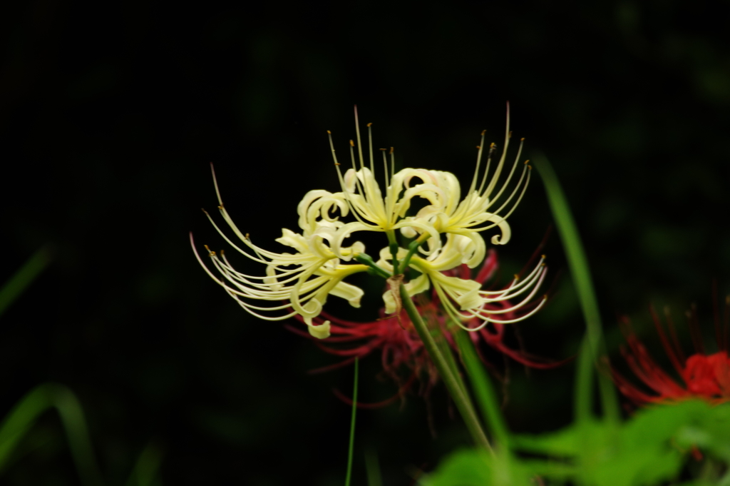 山里の花