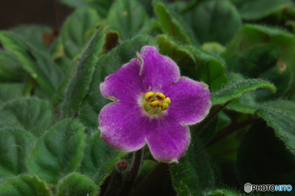 D2X_0044　なんて花だっけ？