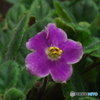 D2X_0044　なんて花だっけ？