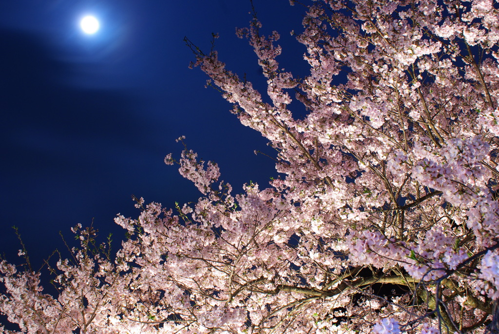 夜桜