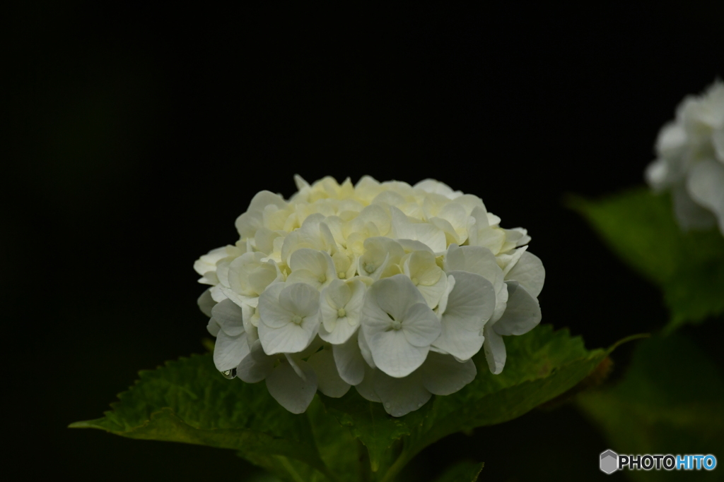 2020紫陽花〜雨４