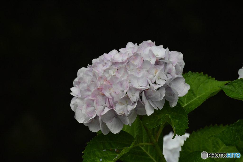 2020紫陽花〜雨２