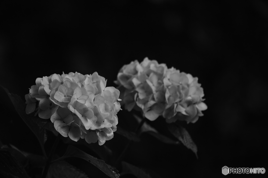 2020紫陽花〜雨８var w/b