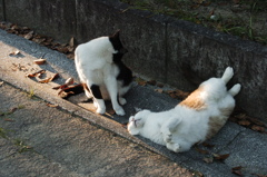 猫　ご飯待ち
