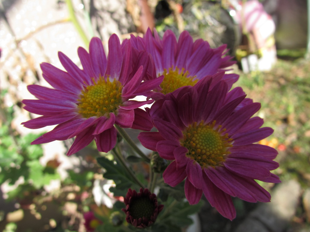 秋の花１