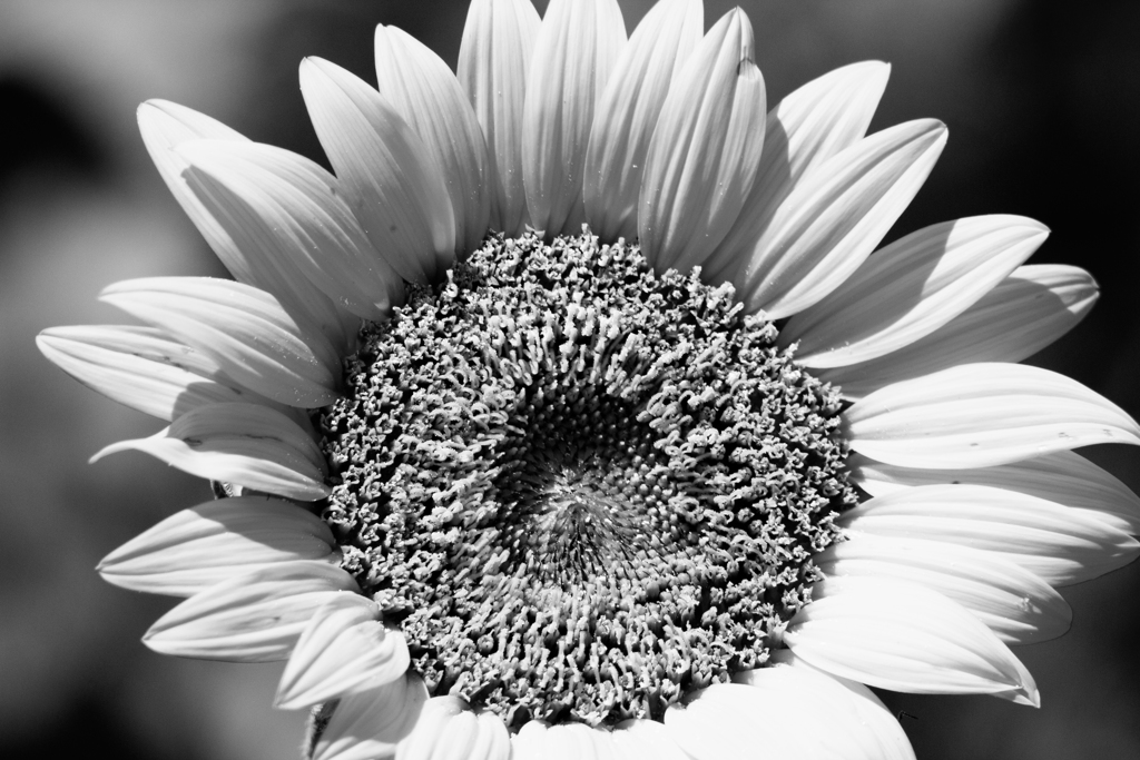 sunflower9