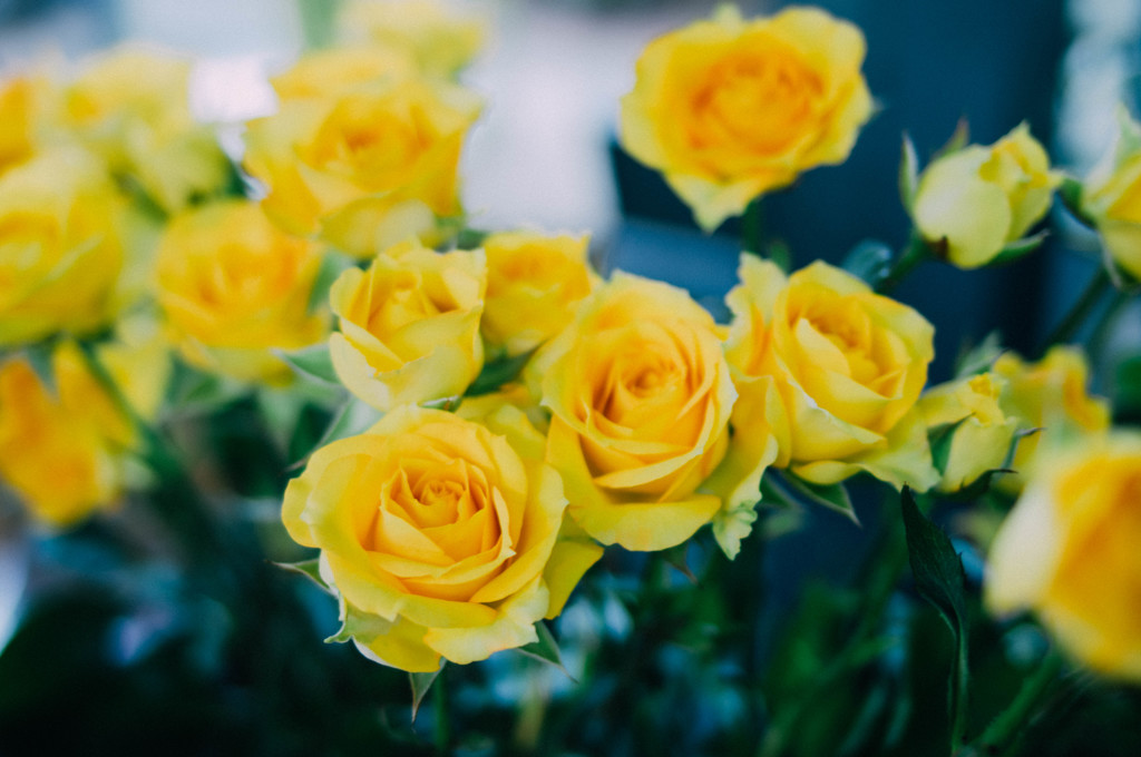 YELLOW ROSE