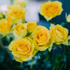 YELLOW ROSE