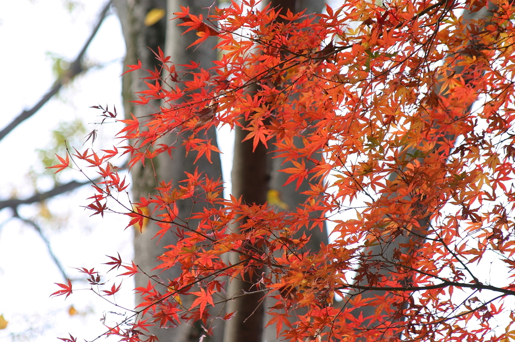 小金井公園の紅葉-4