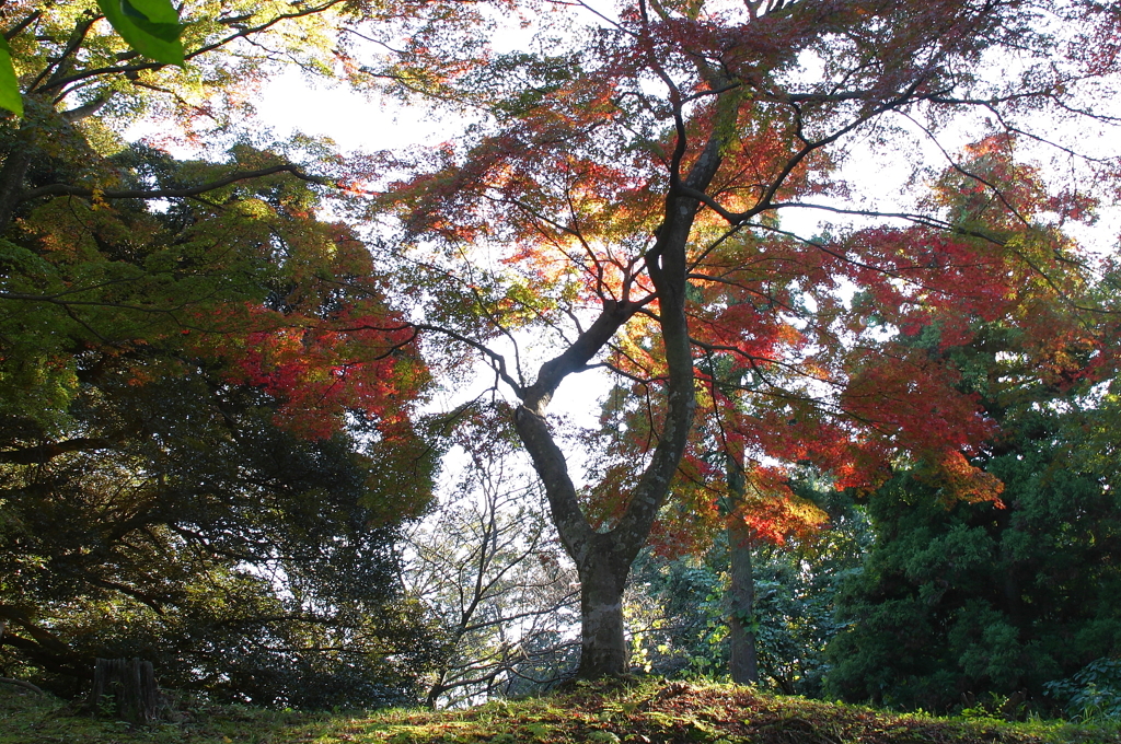 多摩湖の紅葉　1