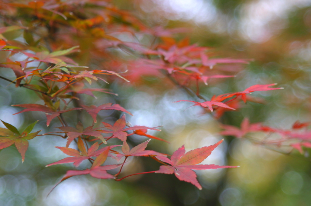 小金井公園の紅葉-6