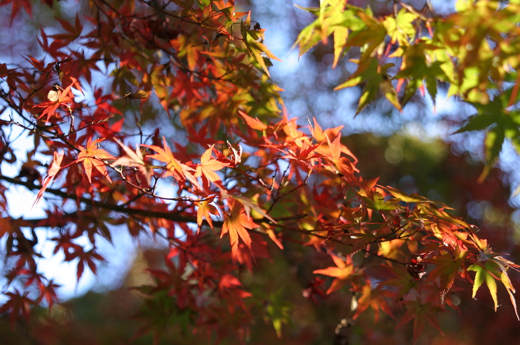 多摩湖の紅葉　５