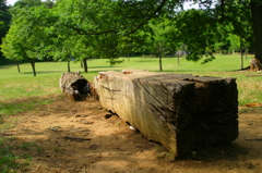 公園にある木製ベンチ