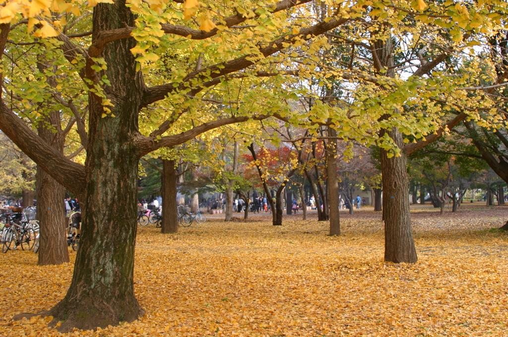 小金井公園の紅葉-2