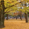 小金井公園の紅葉-2