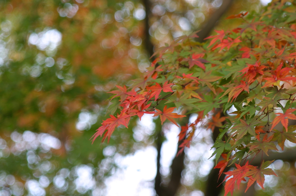 小金井公園の紅葉-9