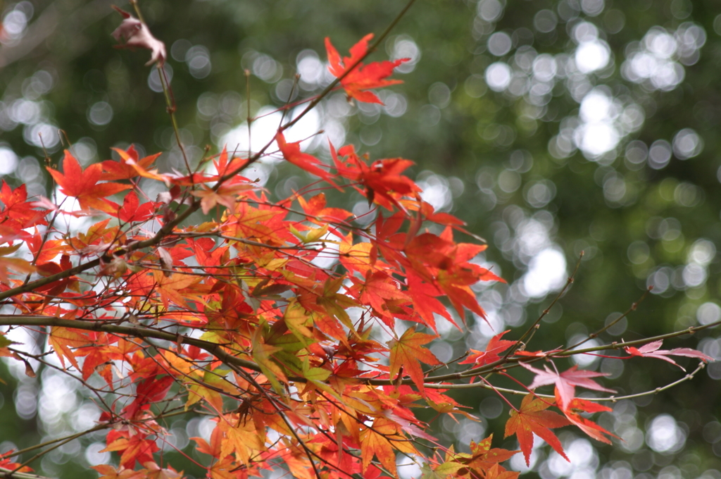 小金井公園の紅葉-7