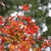 小金井公園の紅葉-7