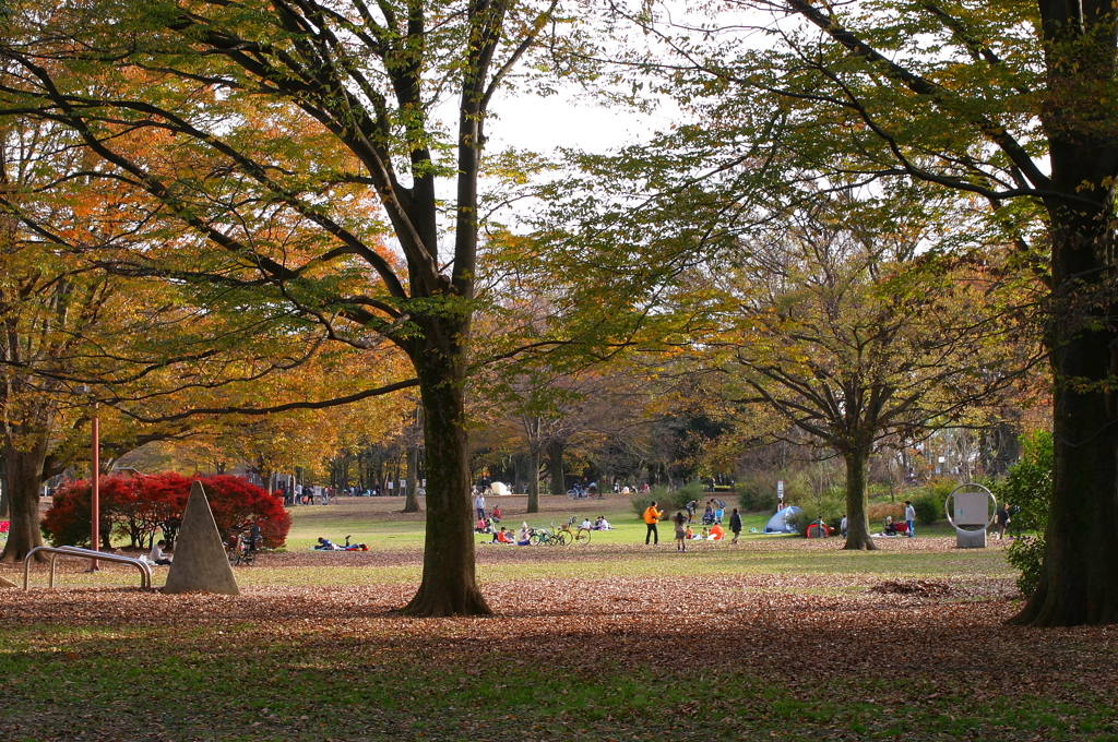 小金井公園の紅葉-1