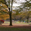 小金井公園の紅葉-1