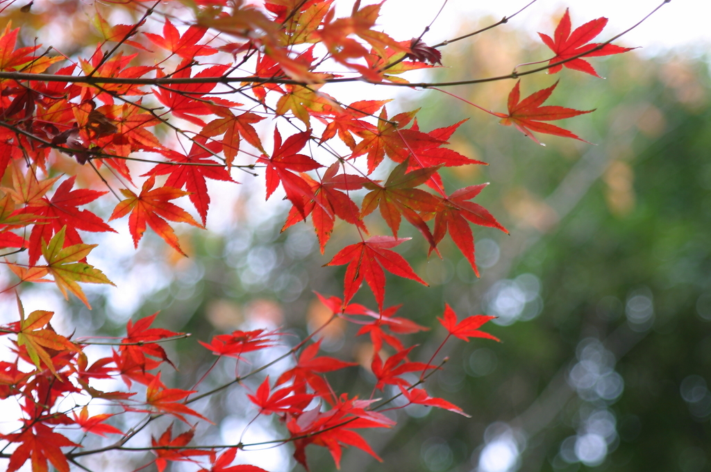 小金井公園の紅葉-8