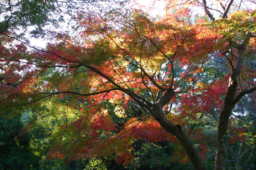 多摩湖の紅葉　２