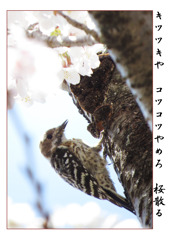 俳諧歳時記A588・・・♪