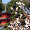 『梅かおる須磨寺！　その１』・・・♪