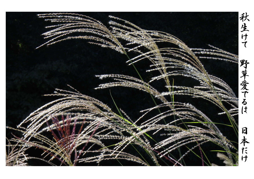 俳諧歳時記A650・・・♪