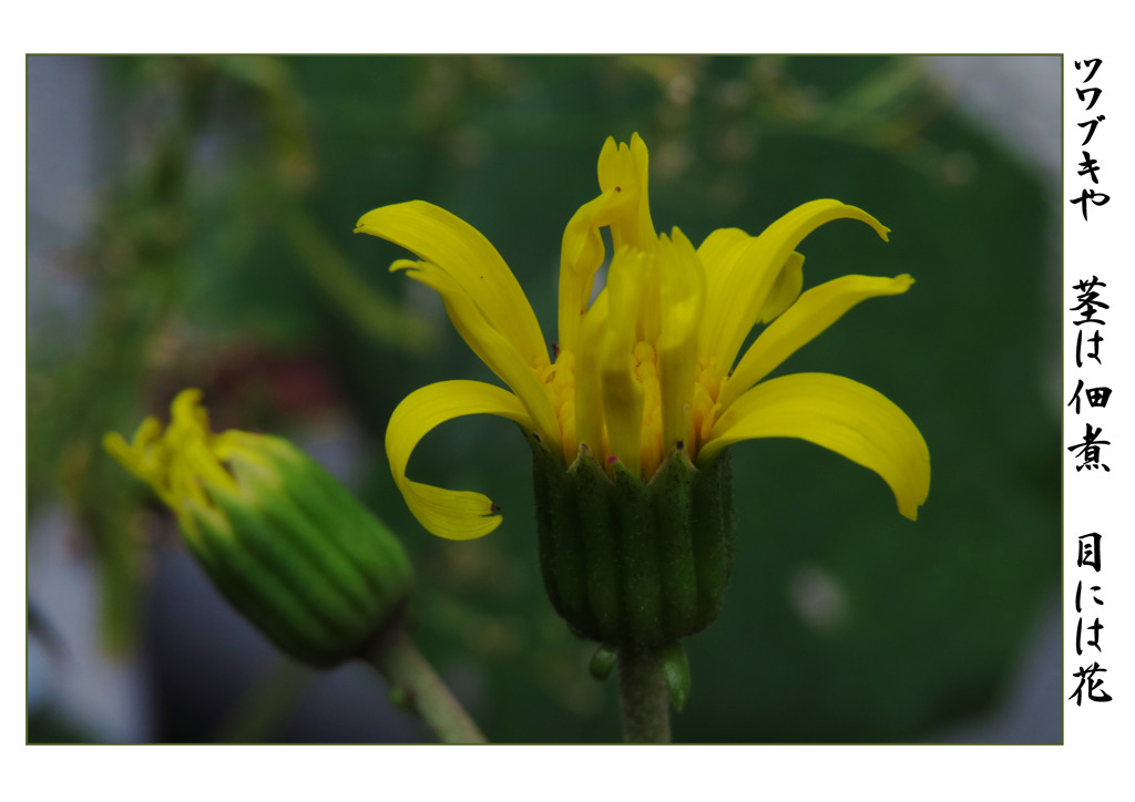 俳諧歳時記A659・・・♪