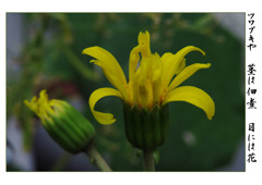 俳諧歳時記A659・・・♪