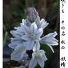 俳諧歳時記A526・・・♪