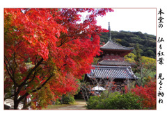 俳諧歳時記A655・・・♪