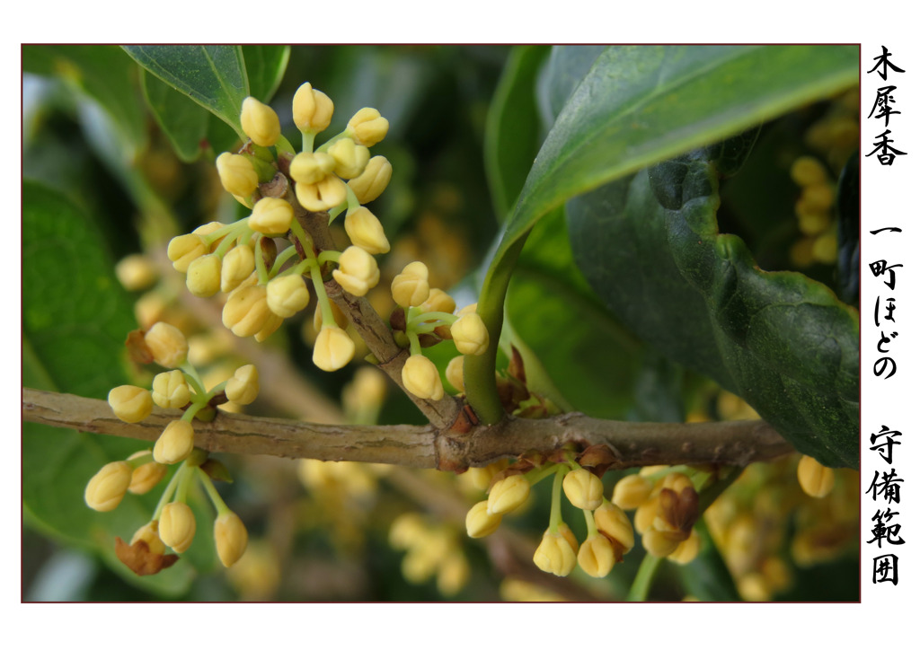 俳諧歳時記A647・・・♪