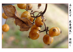 俳諧歳時記A686・・・♪