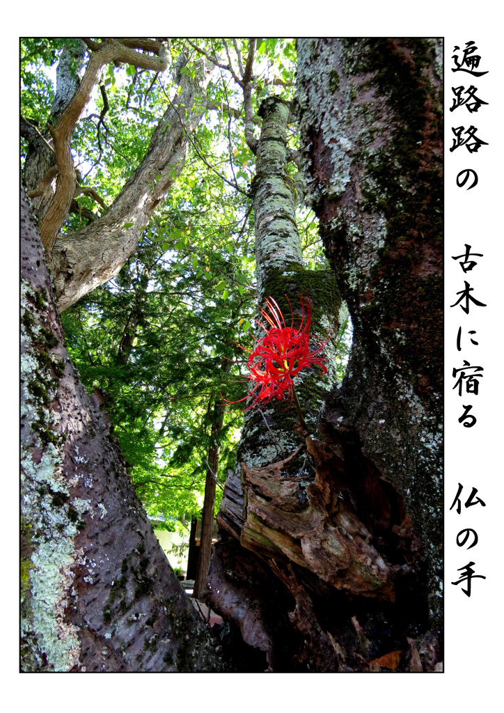 俳諧歳時記A644・・・♪