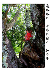 俳諧歳時記A644・・・♪