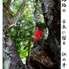 俳諧歳時記A644・・・♪