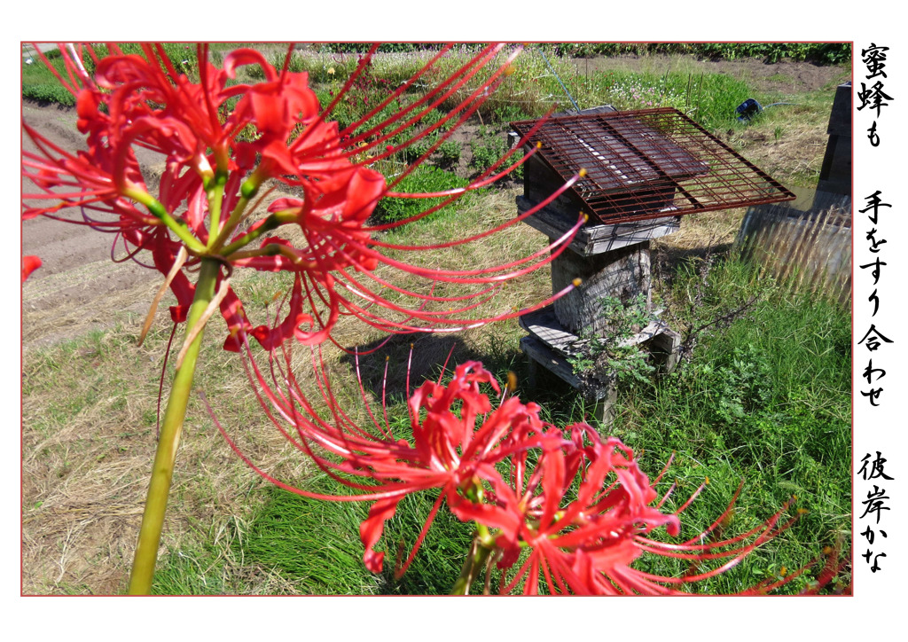 俳諧歳時記A641・・・♪