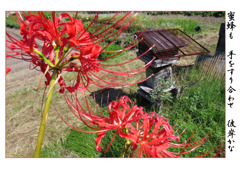 俳諧歳時記A641・・・♪ 俳諧歳時記A641・・・♪