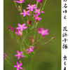 俳諧歳時記A A324・・・♪