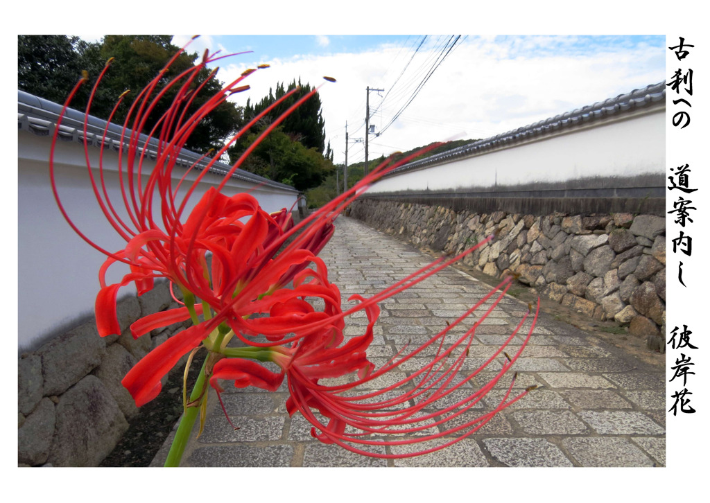 俳諧歳時記A406・・・♪