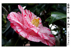 俳諧歳時記A684・・・♪