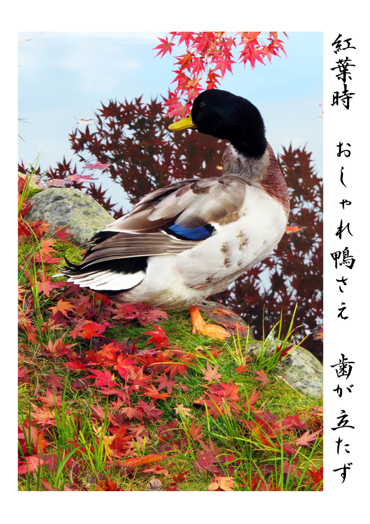 俳諧歳時記806・・・♪