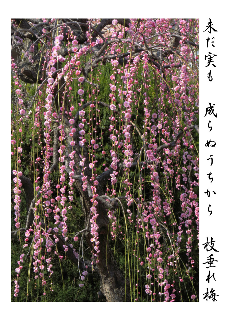 俳諧歳時記A071