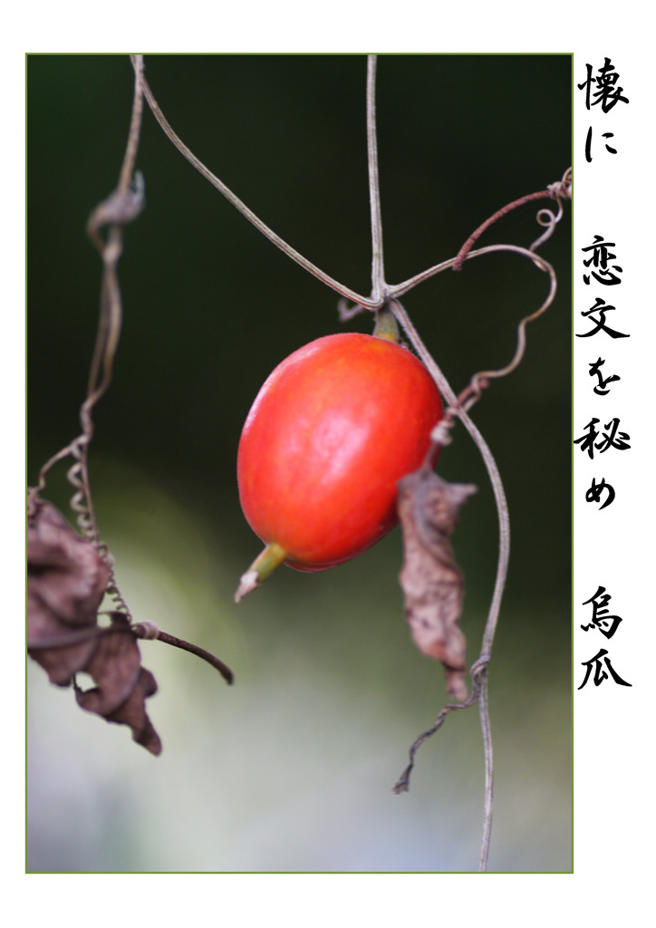 俳諧歳時記A559・・・♪