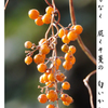 俳諧歳時記649・・♪