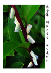 俳諧歳時記A105・・♪