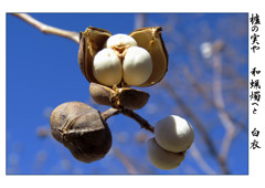 俳諧歳時記A662・・・♪